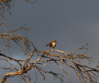 Moss Tank Flora and Fauna Reserve